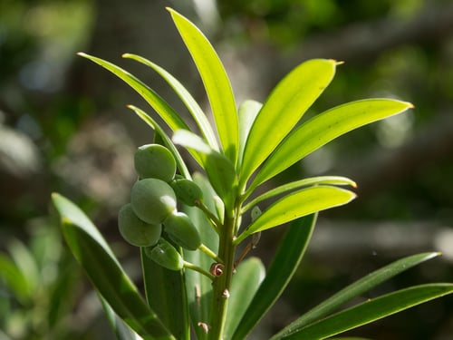 Real Yellowwood