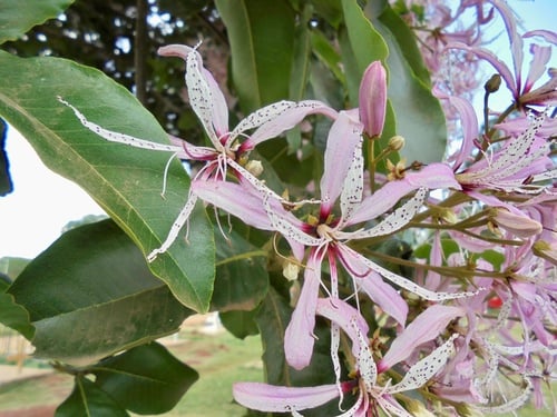 Cape Chestnut
