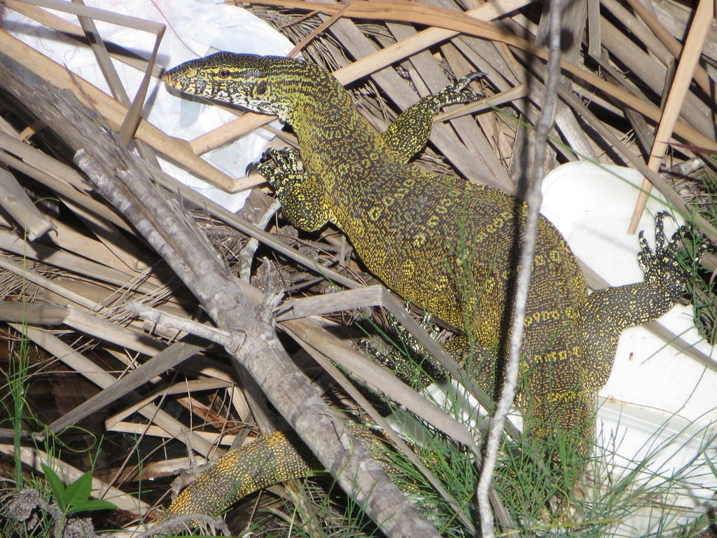 Water Monitor