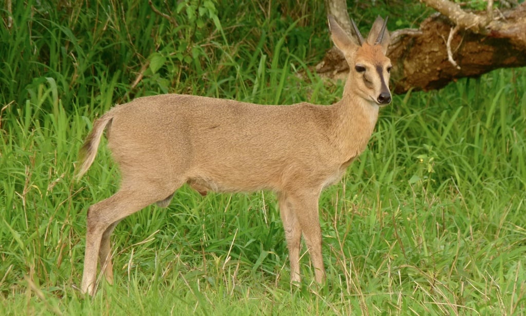 Common Duiker