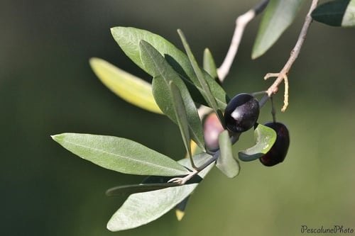 Wild Olive