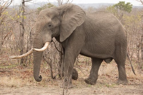 African Elephant