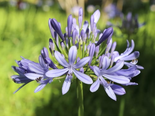Agapanthus