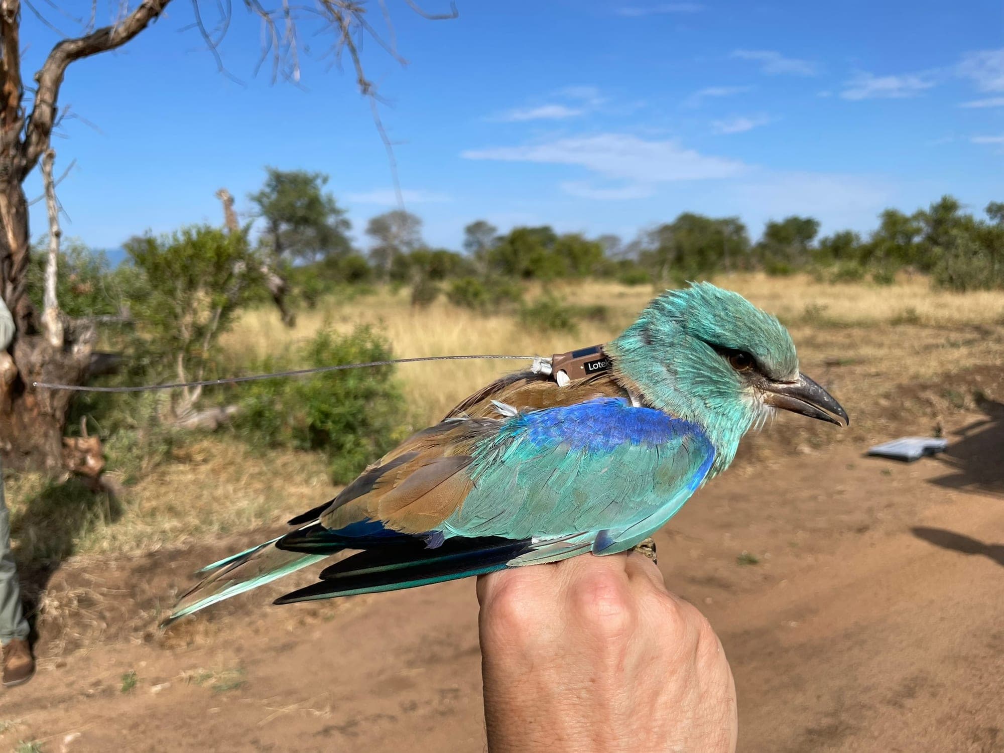 European Roller, bird conservation in action