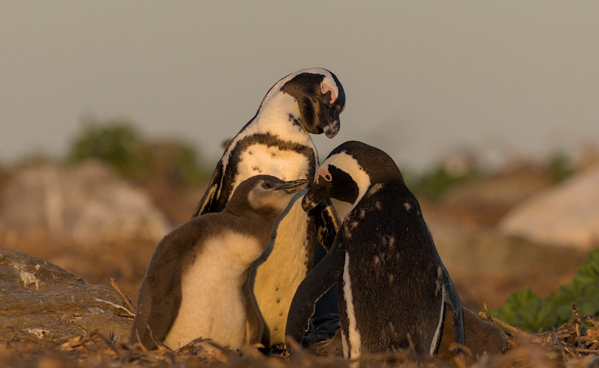 Birding accommodation in Southern Africa
