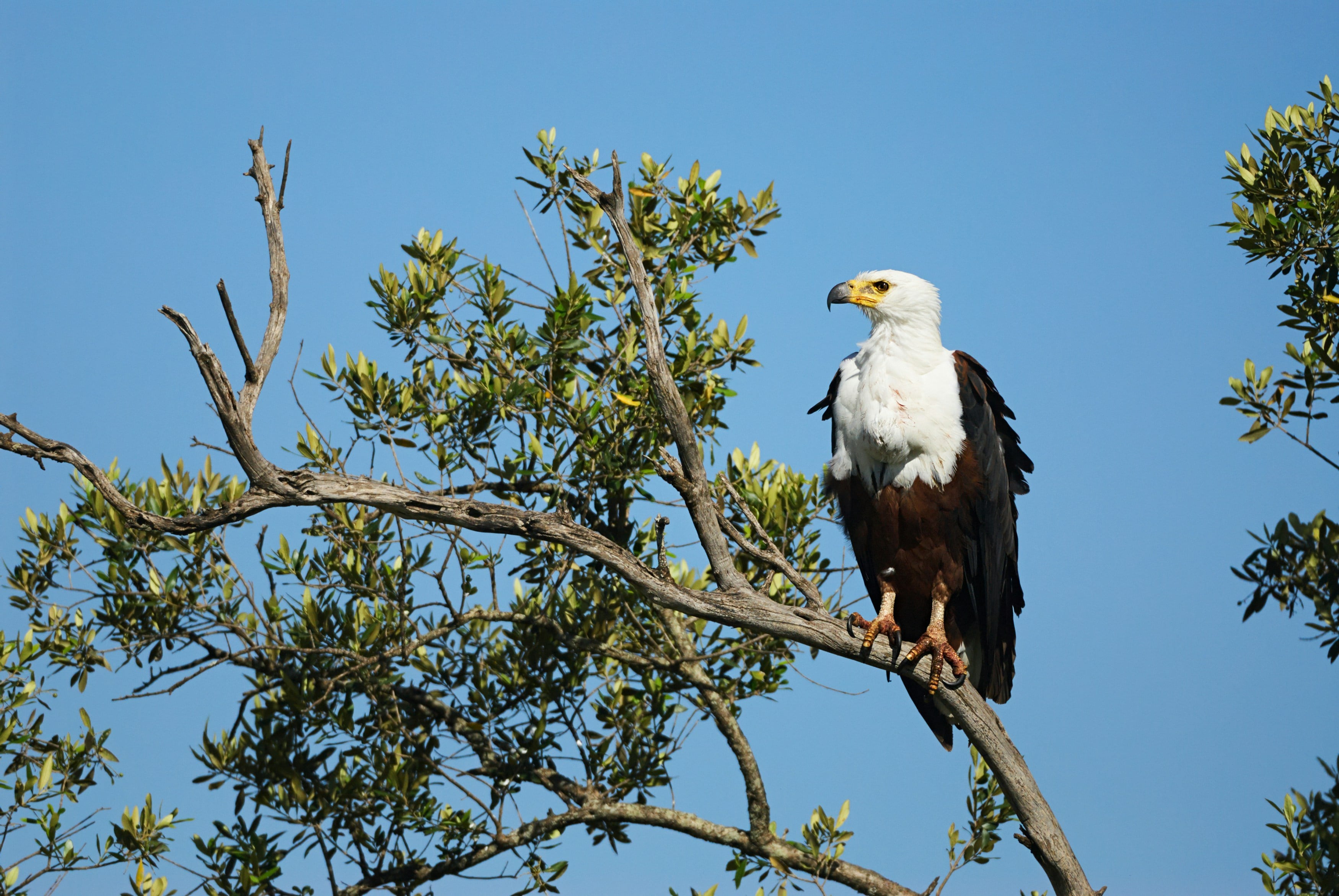 Birding accommodation in Southern Africa