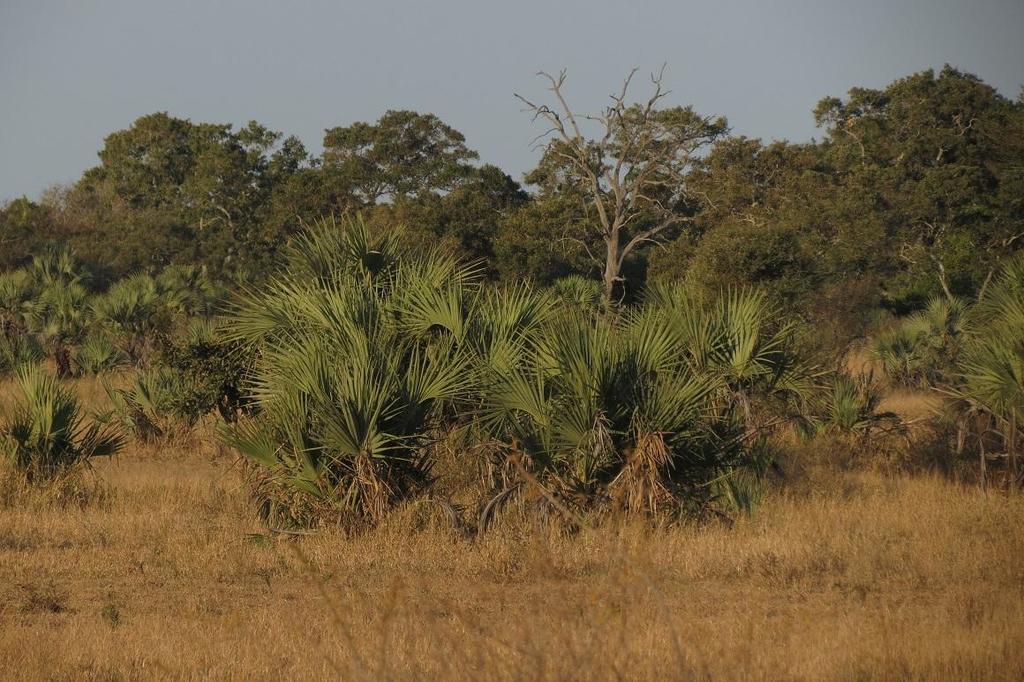 Ilala Palm