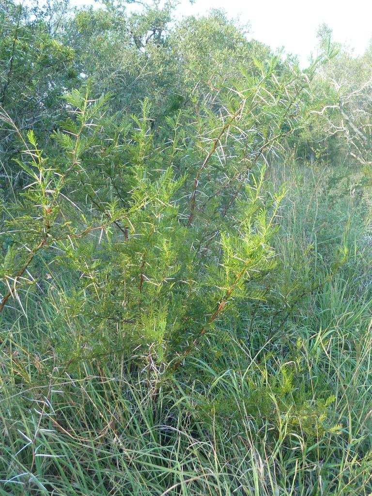 Sticky Thorn