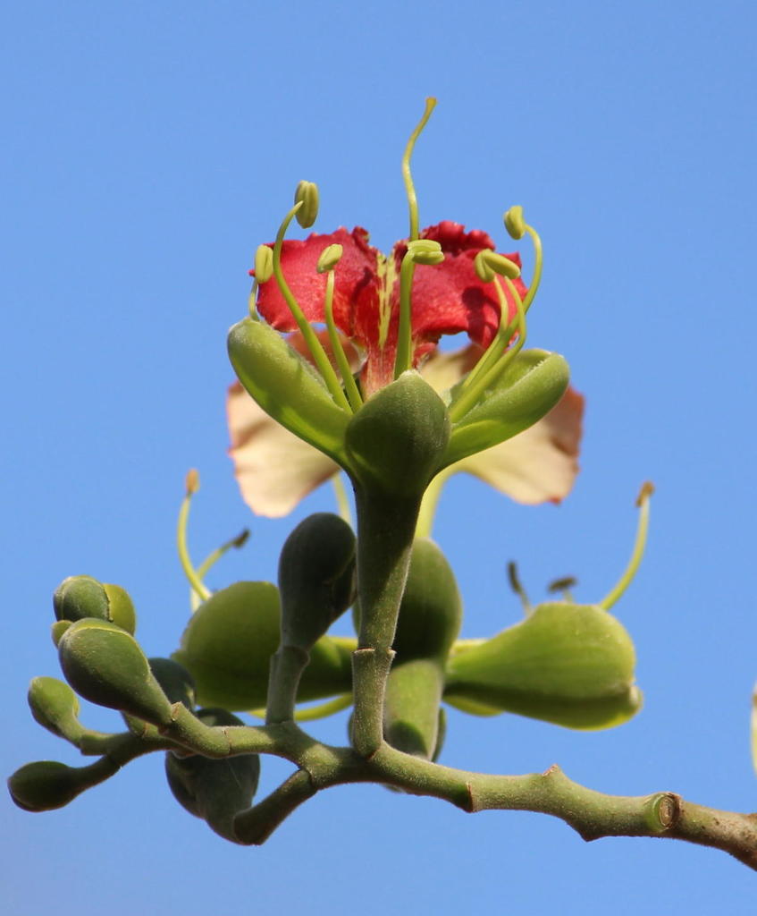 Pod Mahogany