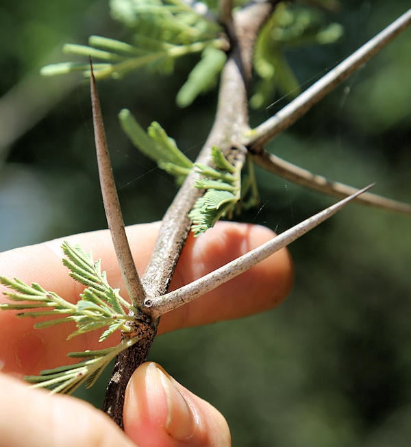 Scented-pod Thorn