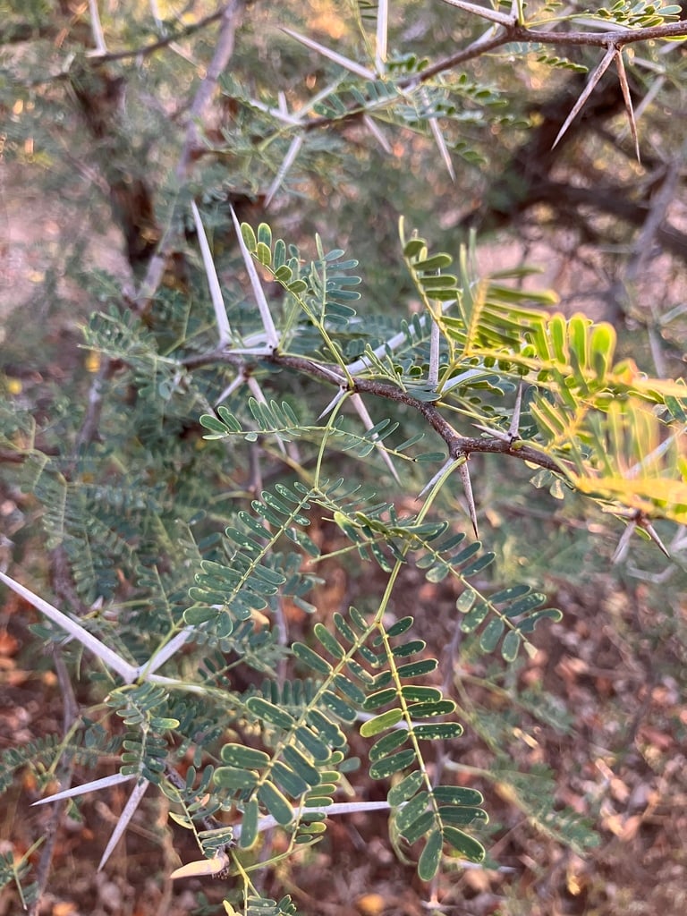 Horned Thorn