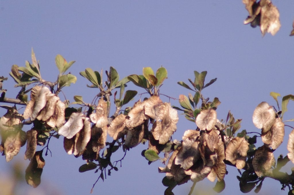Purple-pod Cluster-leaf