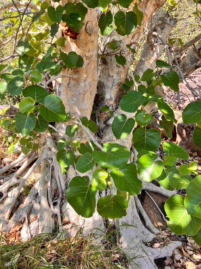 Large-leaved Rock Fig