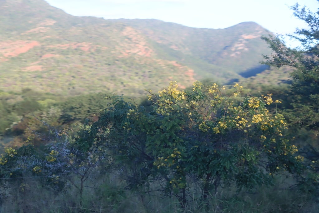 Round-leaved Bloodwood