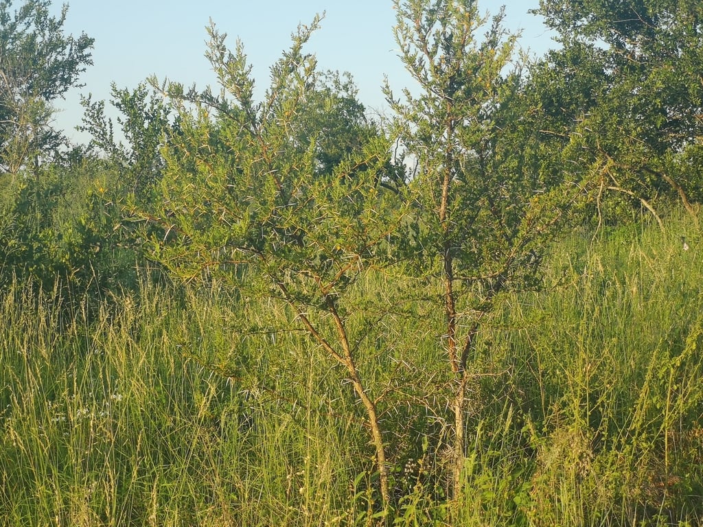 Flaky-bark Thorn