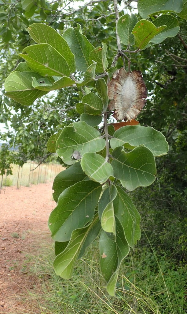Large-fruited Bushwillow