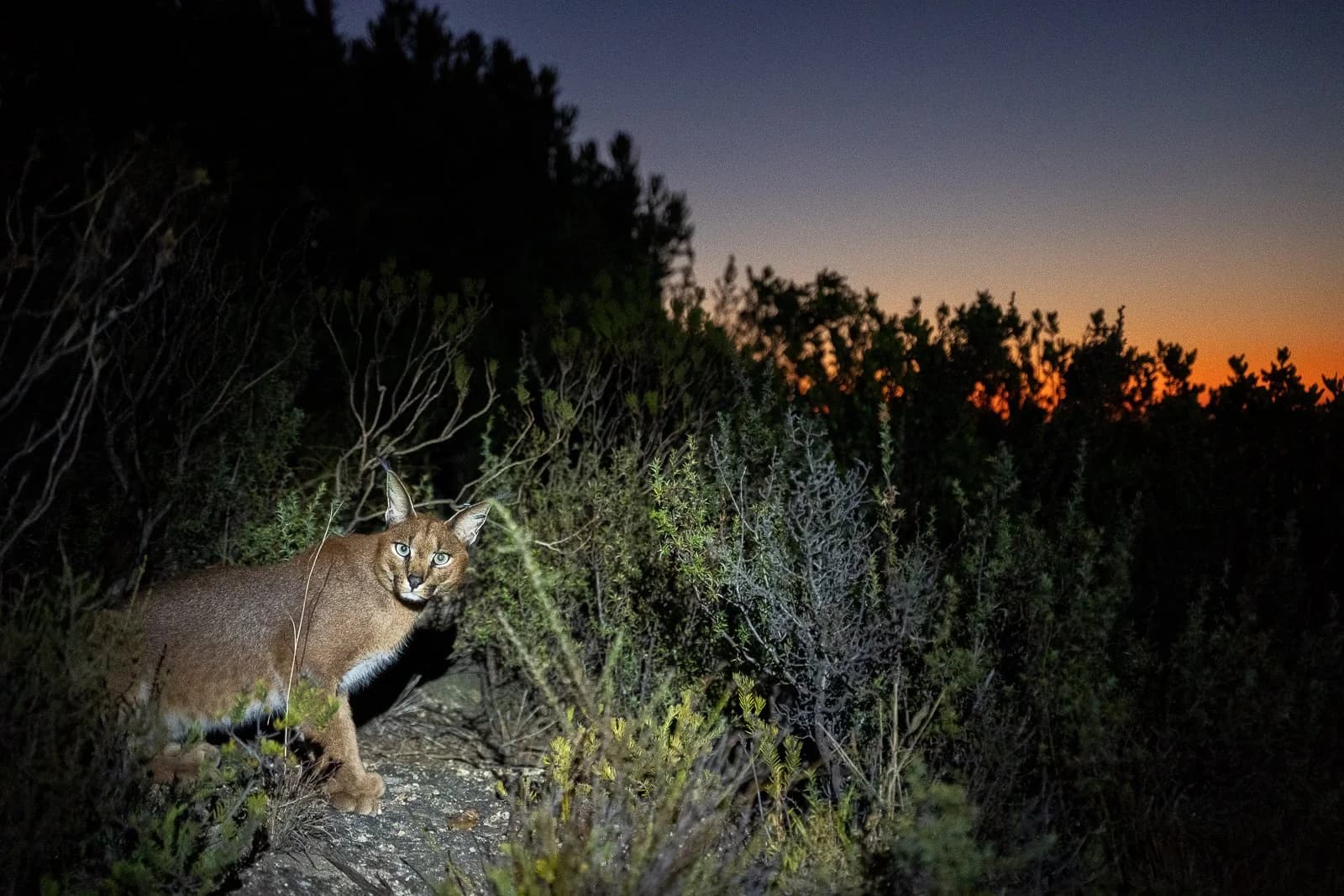 Urban Caracal Project