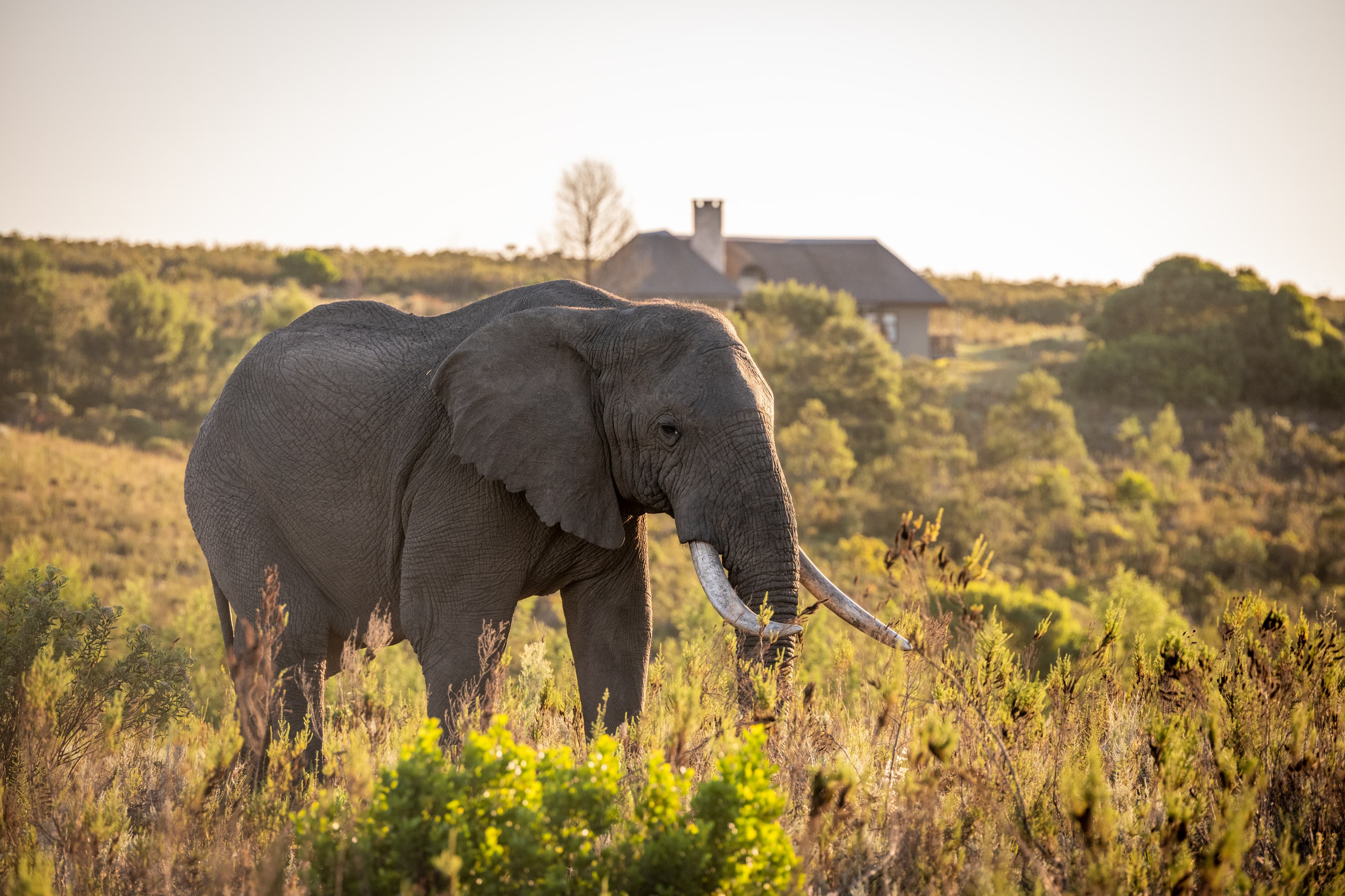Kwena Lodge Villa at Gondwana Game Reserve