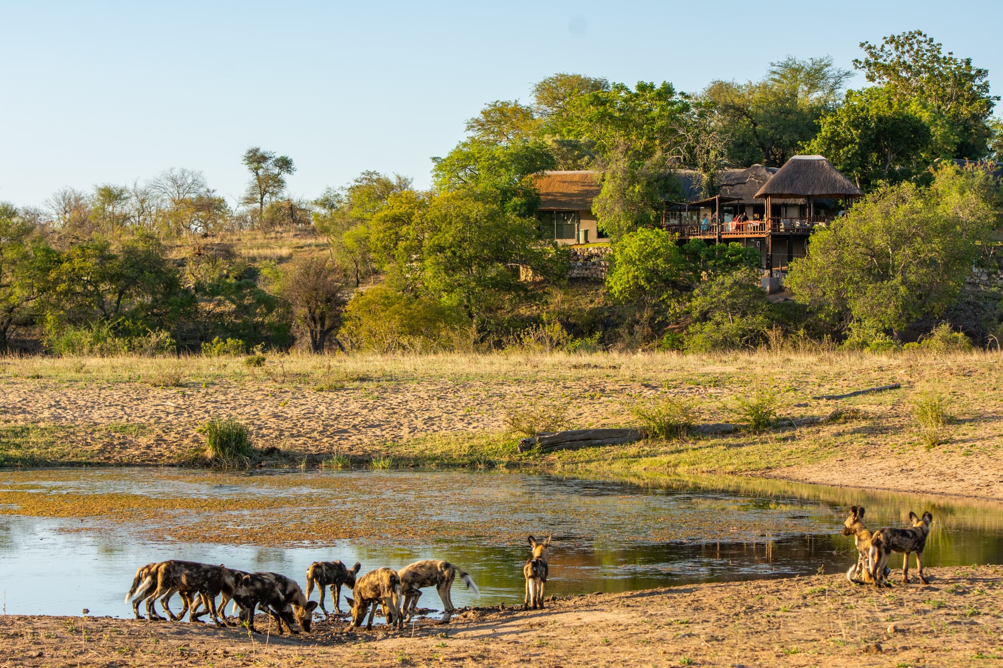 Tuskers Safari Lodge overlooking a waterhole with wild dogs